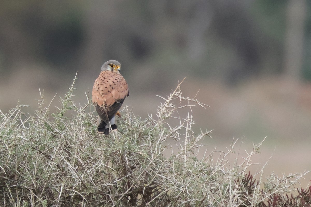 Eurasian Kestrel - ML618152147