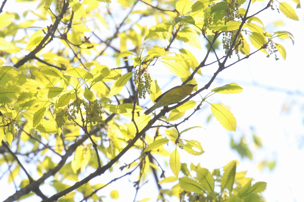 Blue-winged Warbler - ML618152151