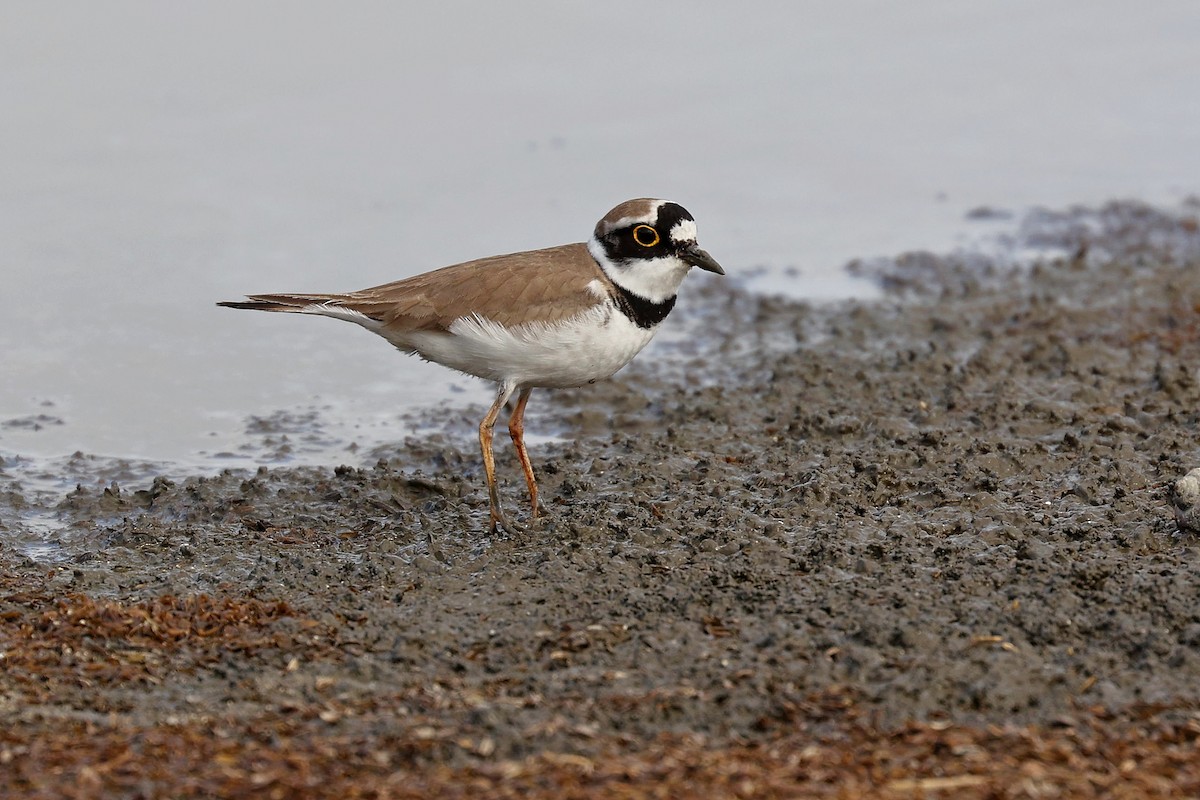 Little Ringed Plover - ML618152188