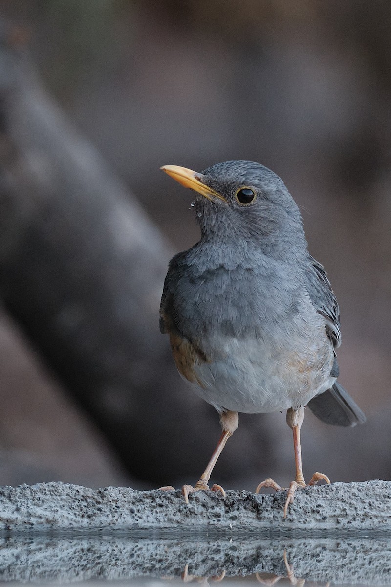 Tickell's Thrush - Avinash Singh