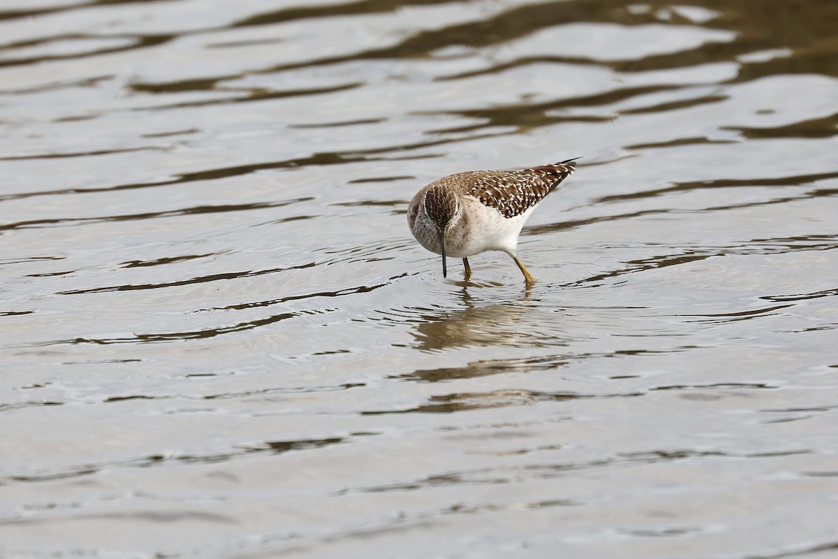 Wood Sandpiper - ML618152210