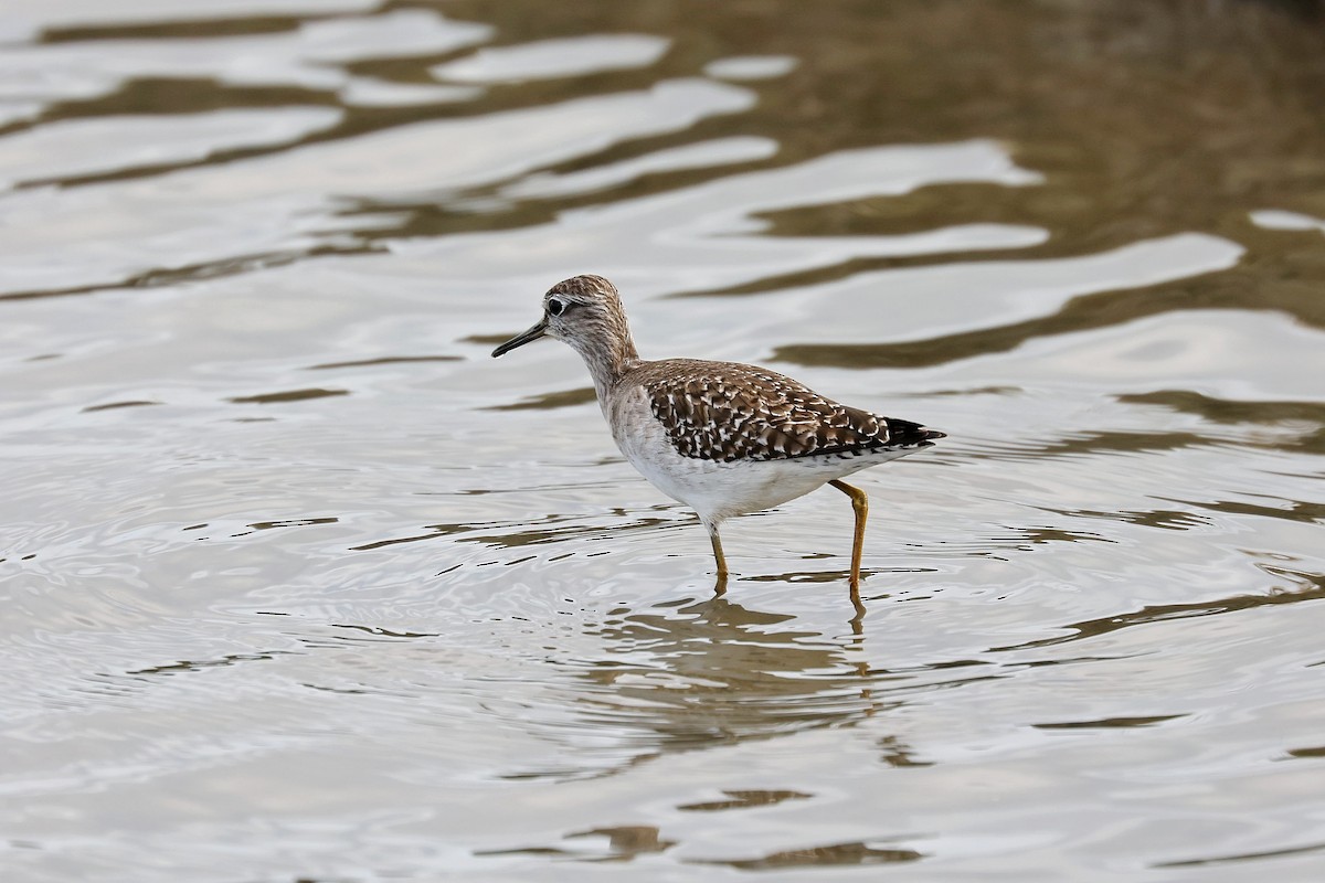 Wood Sandpiper - ML618152211