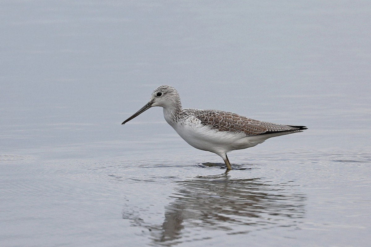 Common Greenshank - Chih-Wei(David) Lin