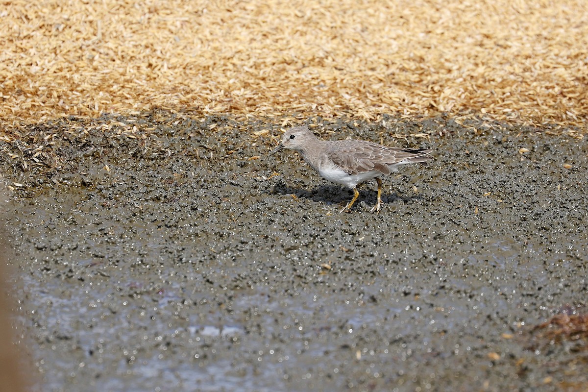 Temminck's Stint - ML618152217