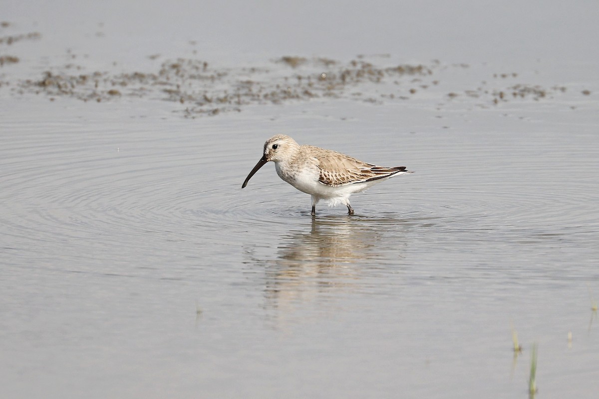 Dunlin - Chih-Wei(David) Lin