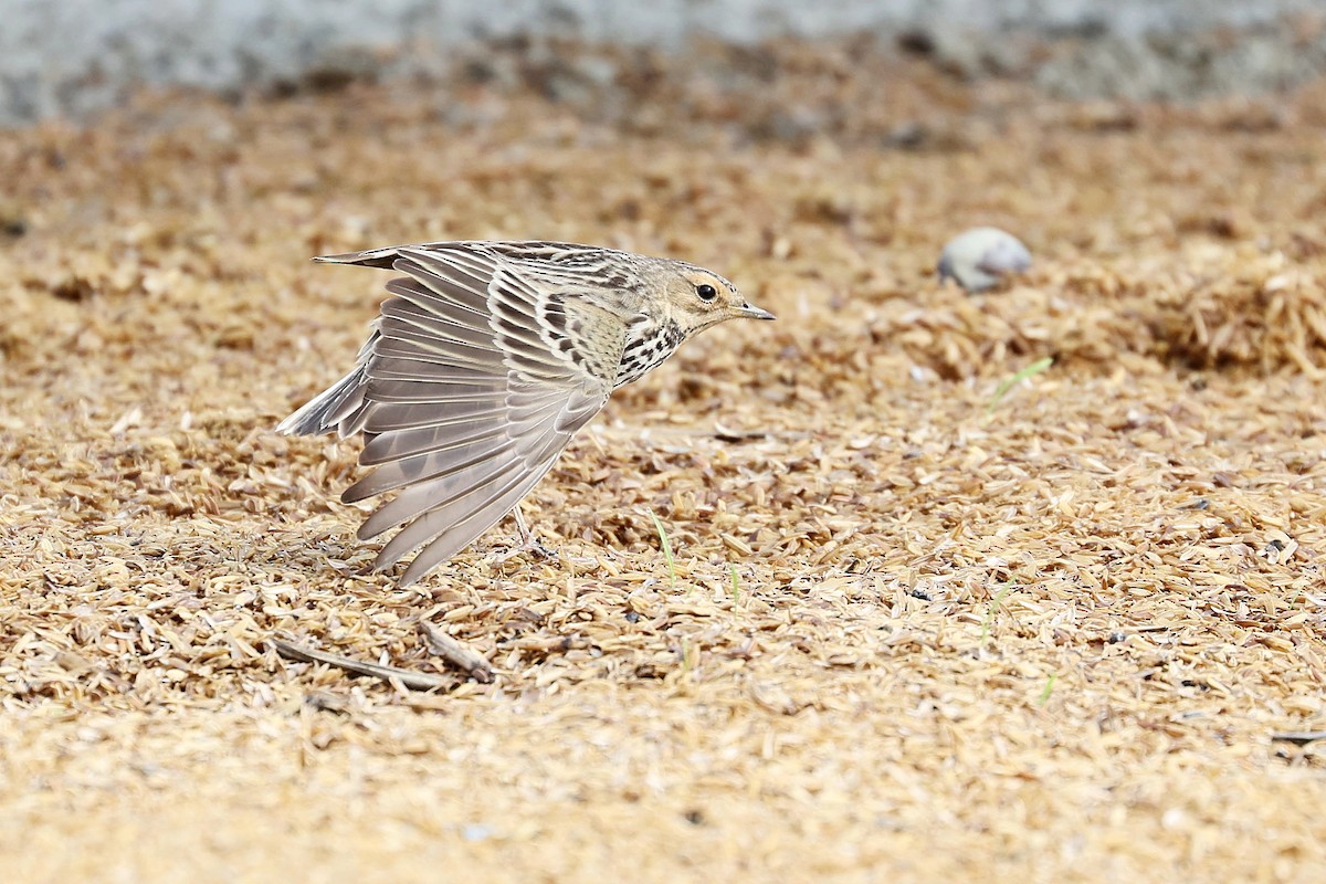 Red-throated Pipit - ML618152224