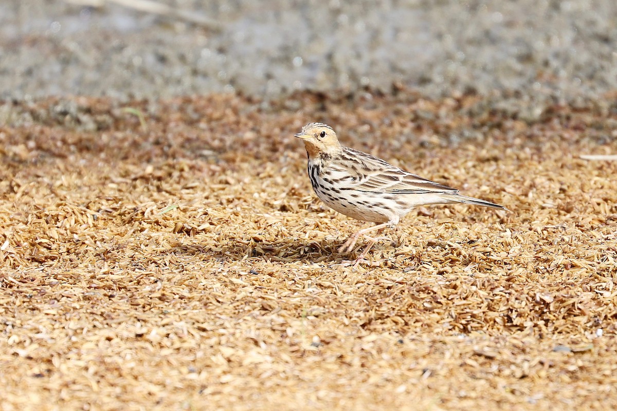 Pipit à gorge rousse - ML618152225