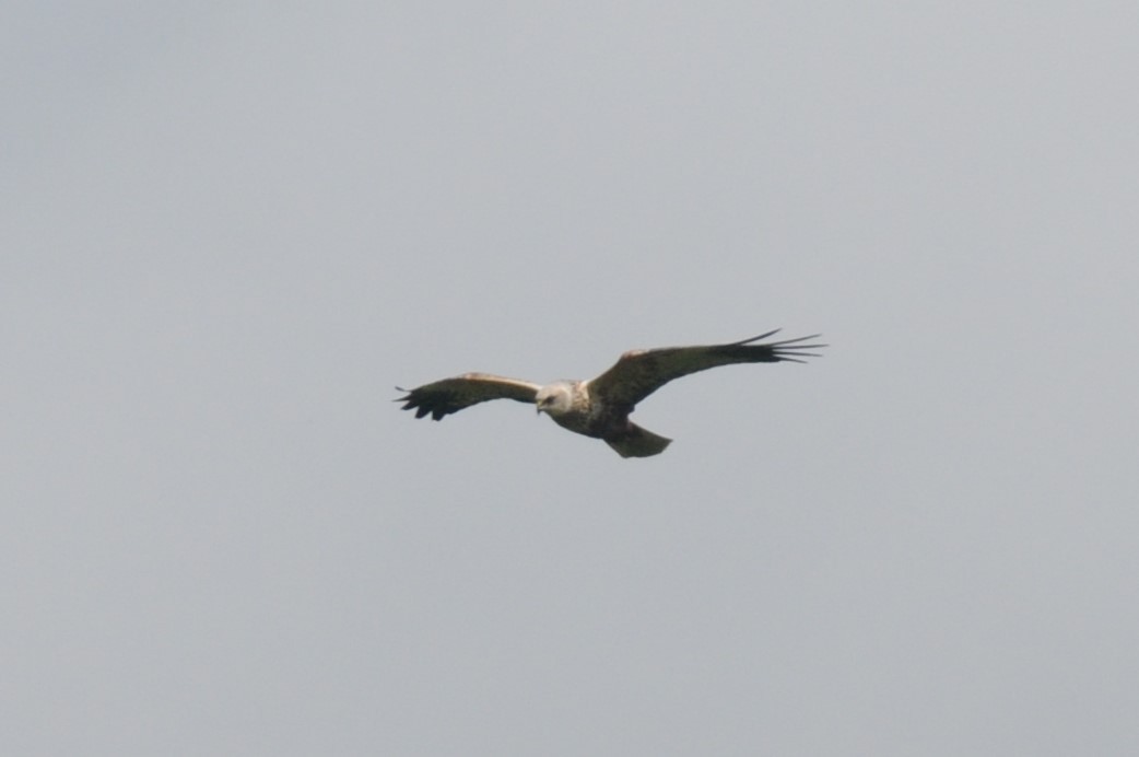 Western Marsh Harrier - ML618152240