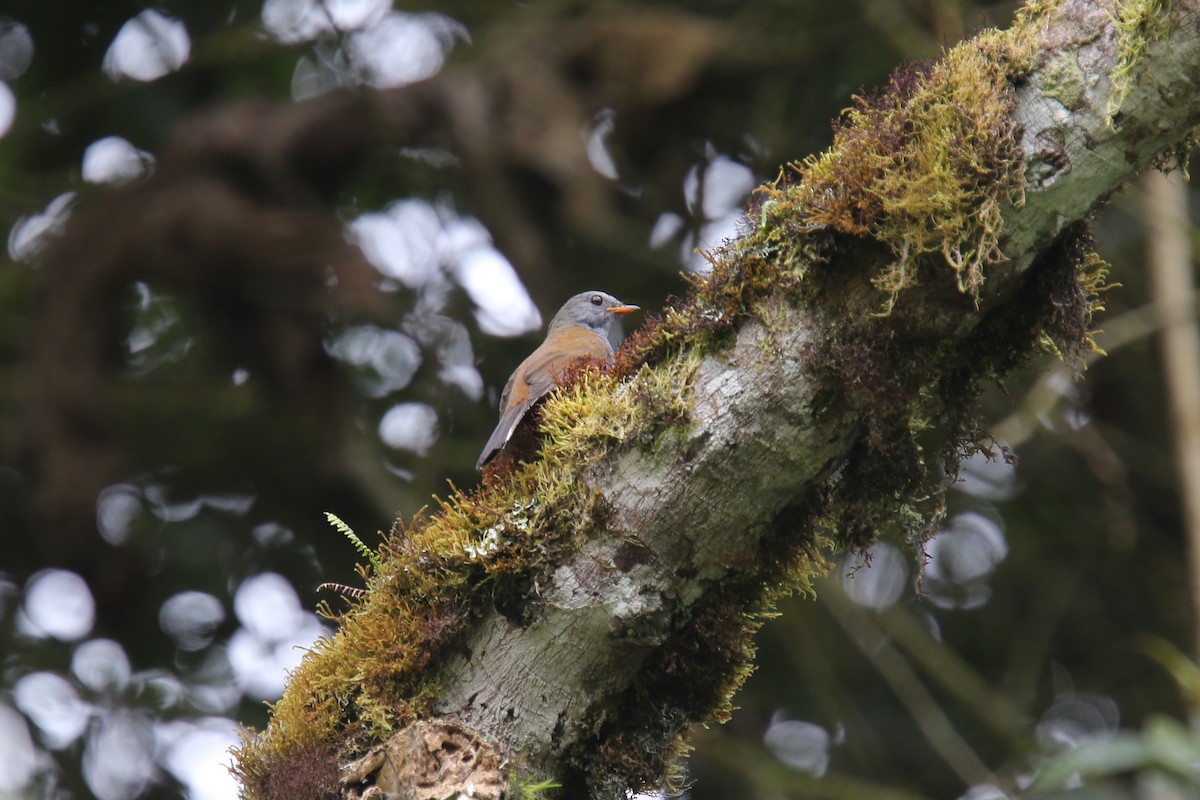 Andean Solitaire (venezuelensis/candelae) - ML618152250