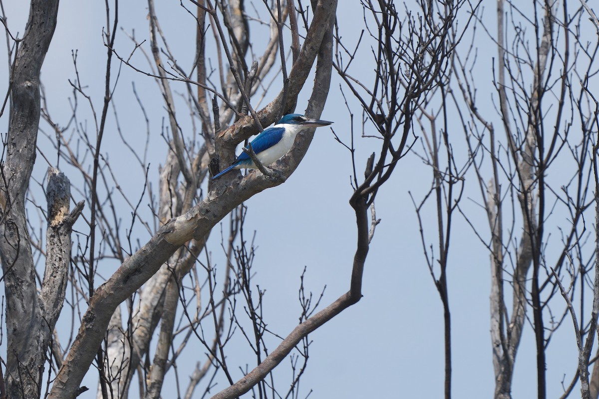 Collared Kingfisher (Oriental) - Sam Hambly