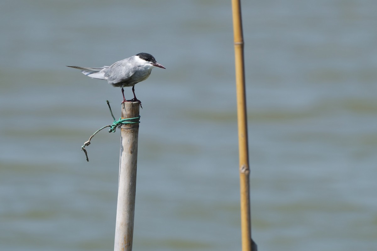 Whiskered Tern - Sam Hambly