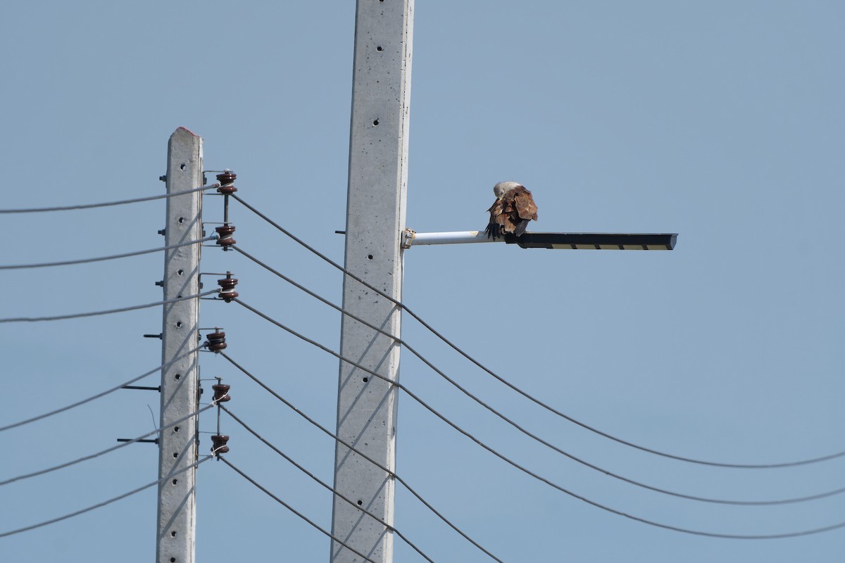 Brahminy Kite - Sam Hambly