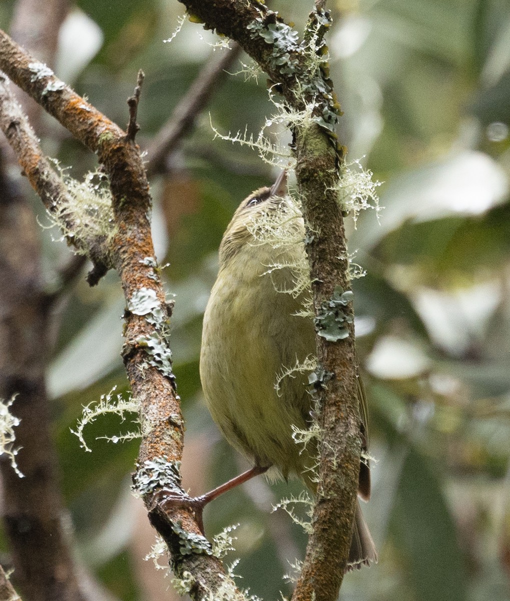 Hawaii-Amakihikleidervogel - ML618152283