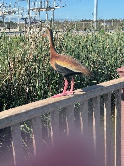 Black-bellied Whistling-Duck - Janet Ellis