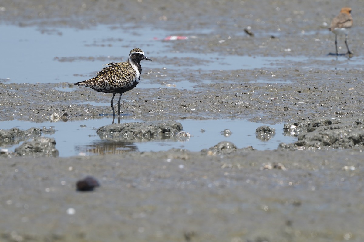 Pacific Golden-Plover - Sam Hambly