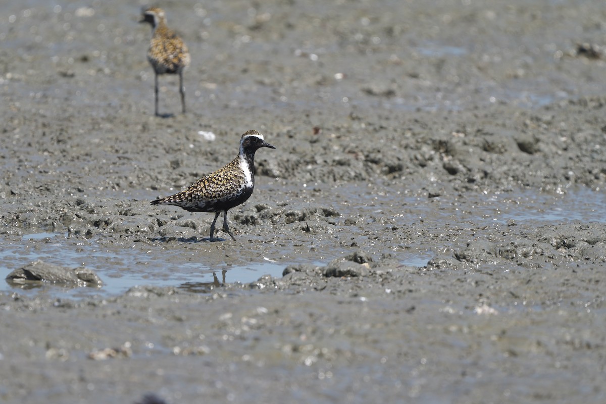 Pacific Golden-Plover - Sam Hambly