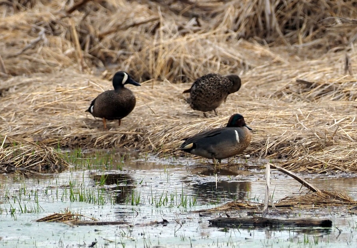 Green-winged Teal (American) - Simon RB Thompson