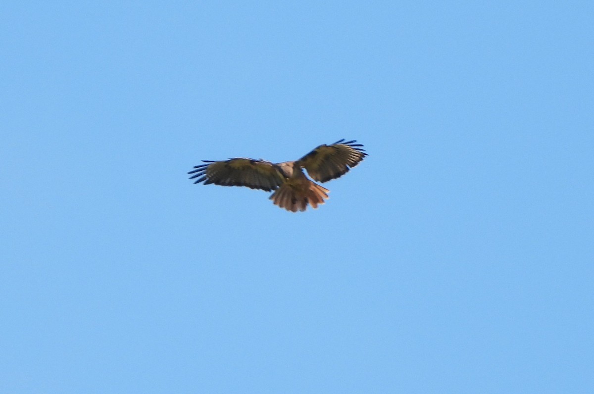 Red-tailed Hawk - Lena Hayashi