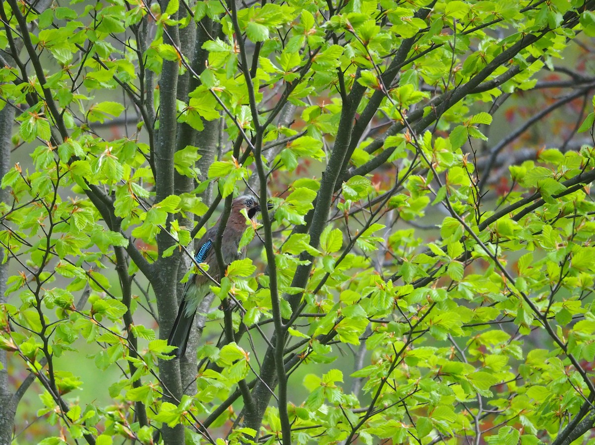 sojka obecná - ML618152303