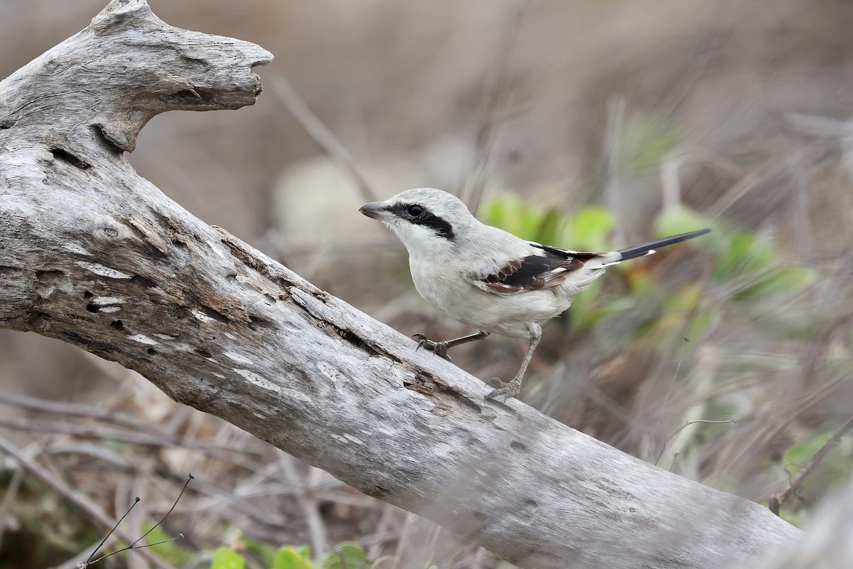 Great Gray Shrike - Chih-Wei(David) Lin