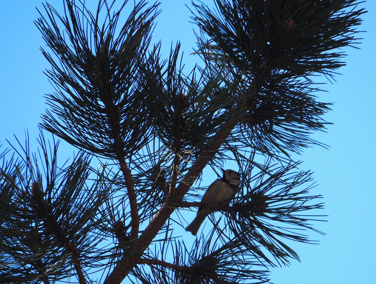 sýkora parukářka - ML618152314