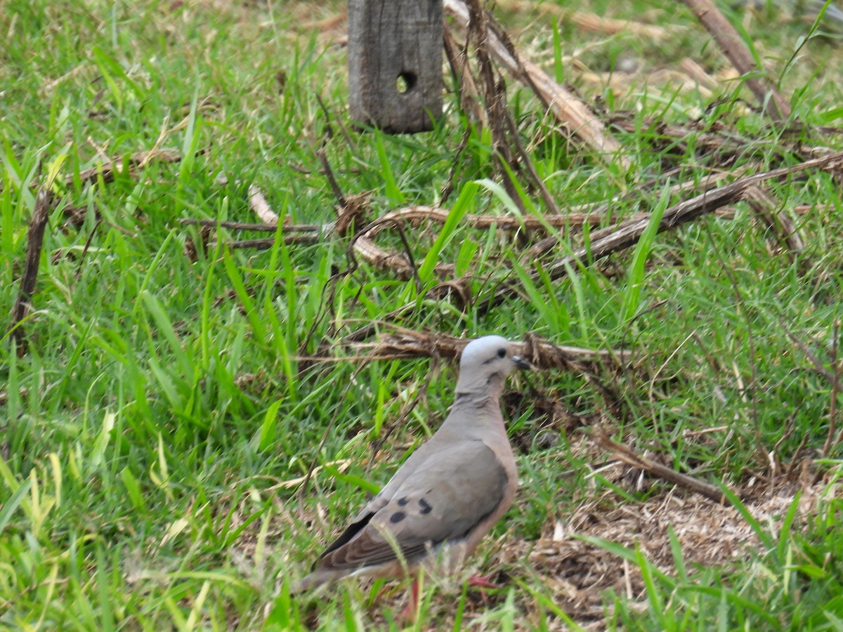 Eared Dove - bob butler