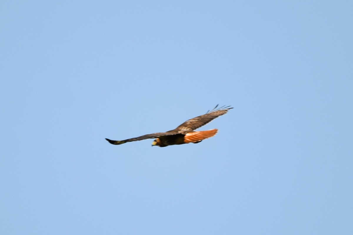 Red-tailed Hawk (borealis) - Mark Greene