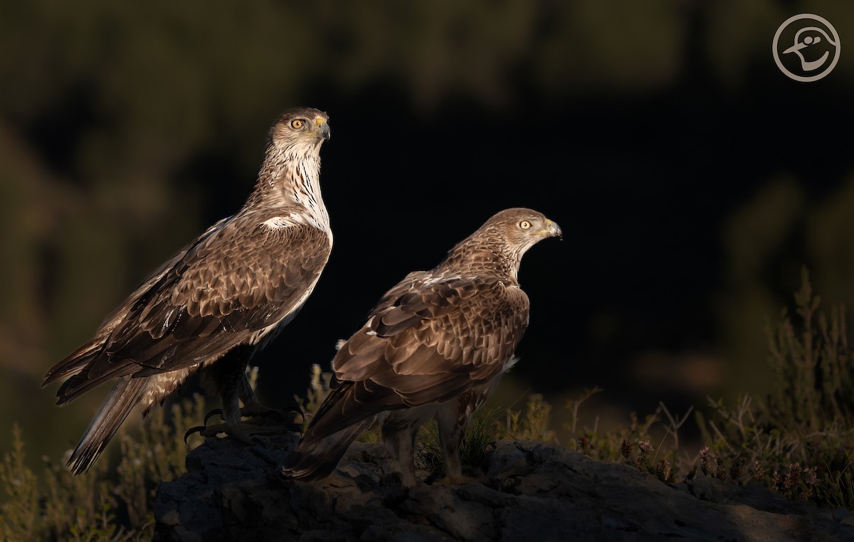 Bonelli's Eagle - Yanina Maggiotto