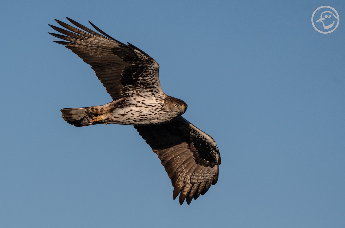 Bonelli's Eagle - Yanina Maggiotto