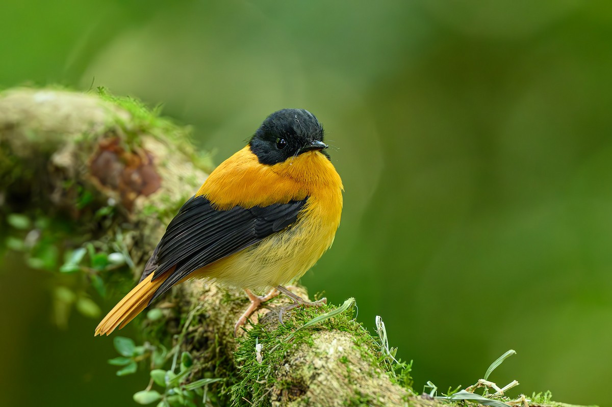 Black-and-orange Flycatcher - ML618152350