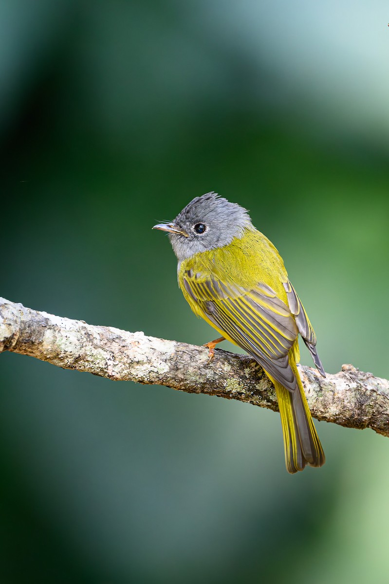 Gray-headed Canary-Flycatcher - Sudhir Paul