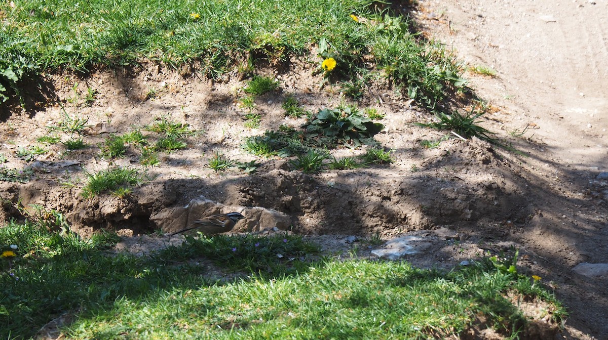 strnad viničný - ML618152360