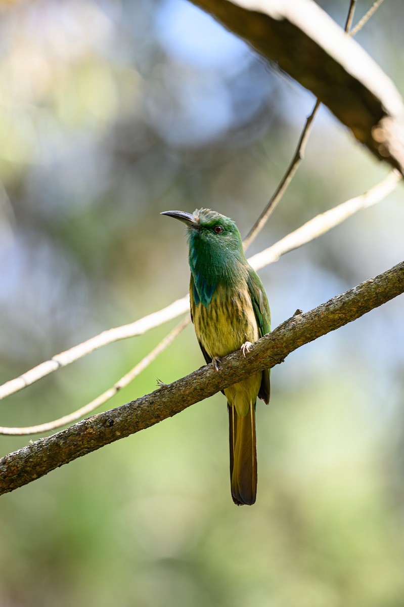 Blue-bearded Bee-eater - Sudhir Paul