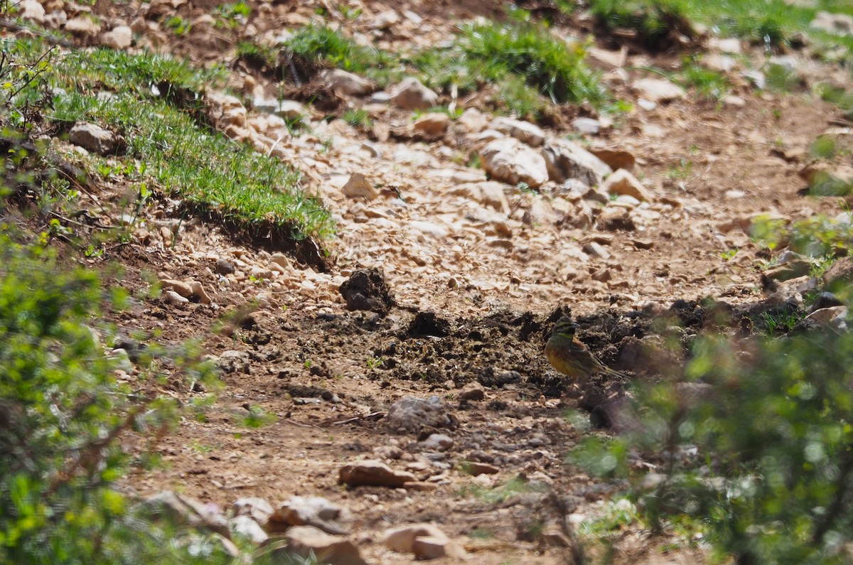 strnad cvrčivý - ML618152369