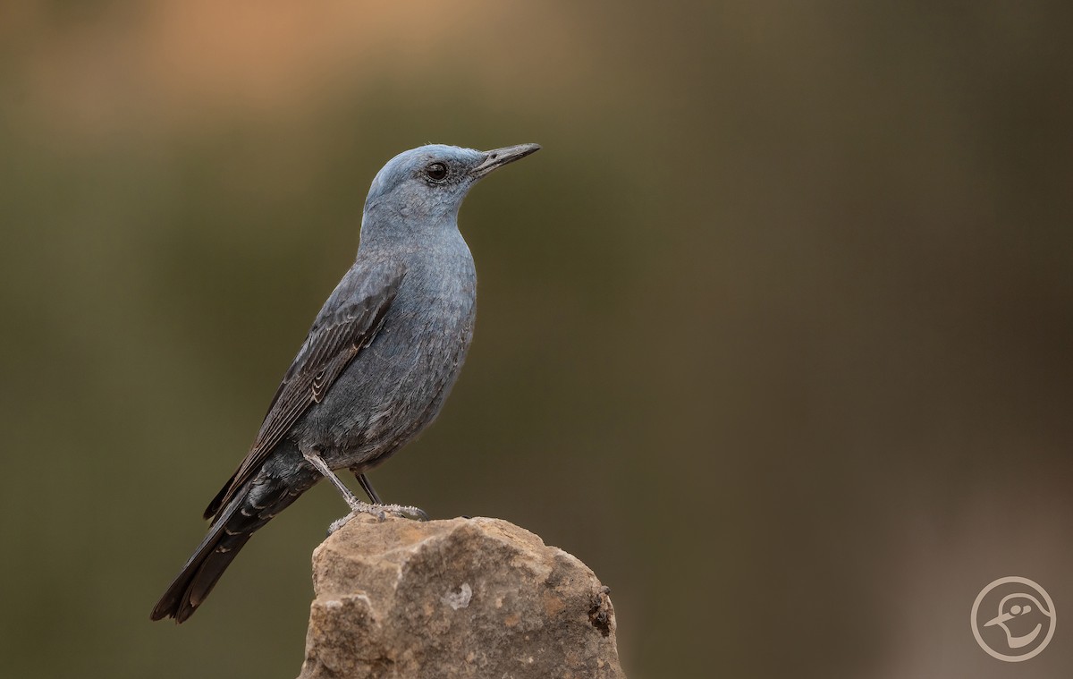 Blue Rock-Thrush - Yanina Maggiotto