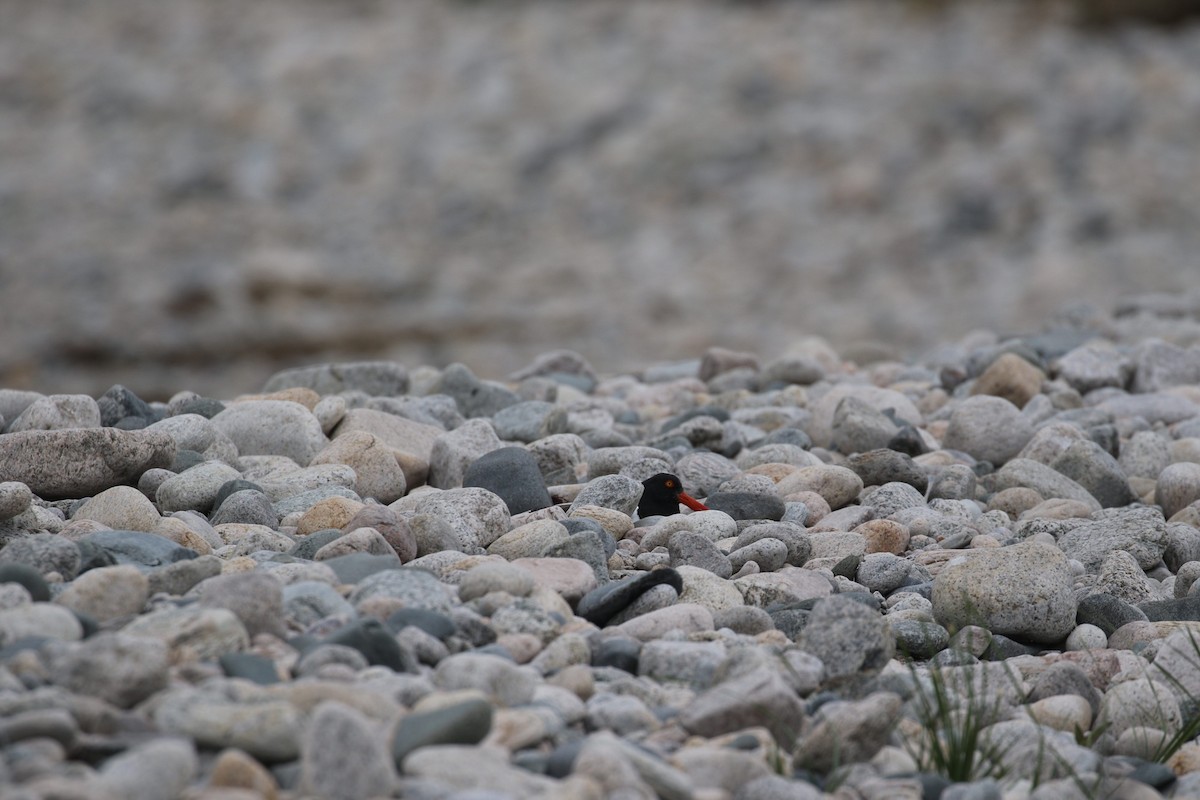 American Oystercatcher - ML618152377