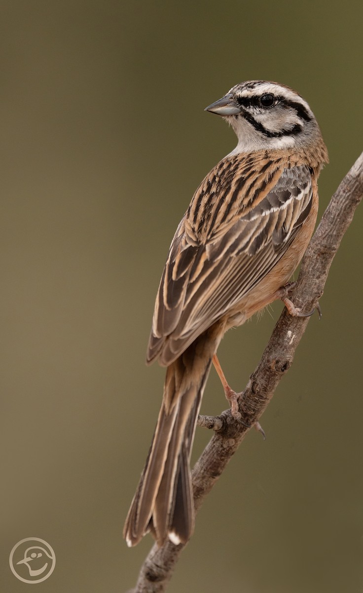 Rock Bunting - ML618152380