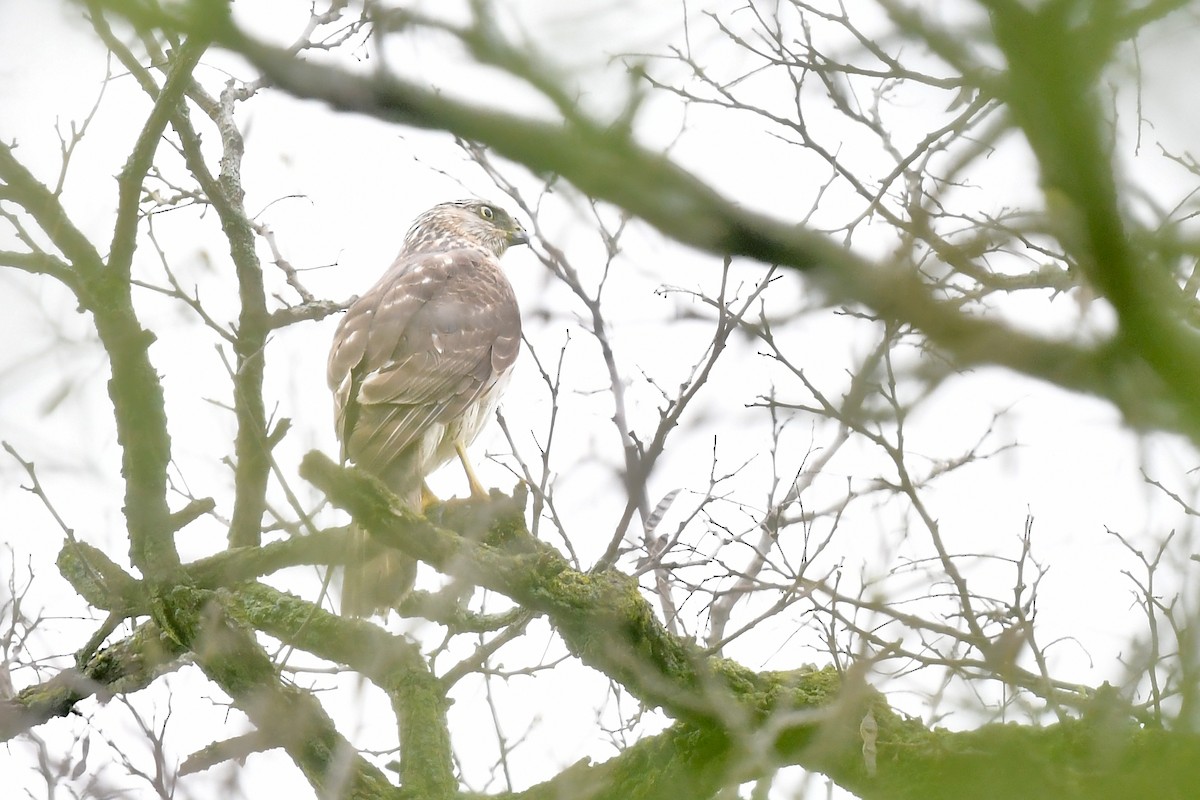 Sharp-shinned Hawk - ML618152390