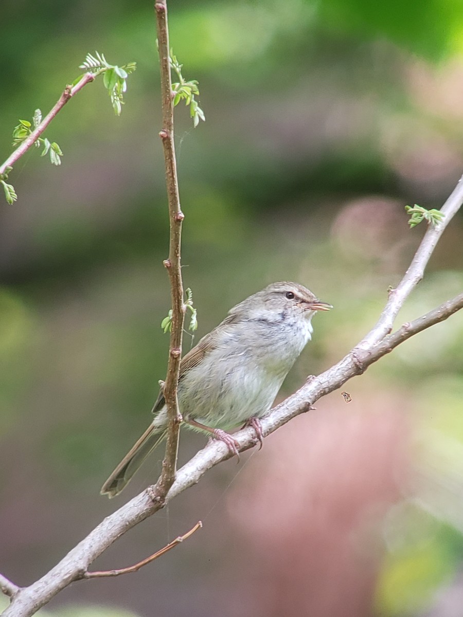 Japanese Bush Warbler - Janet Millard