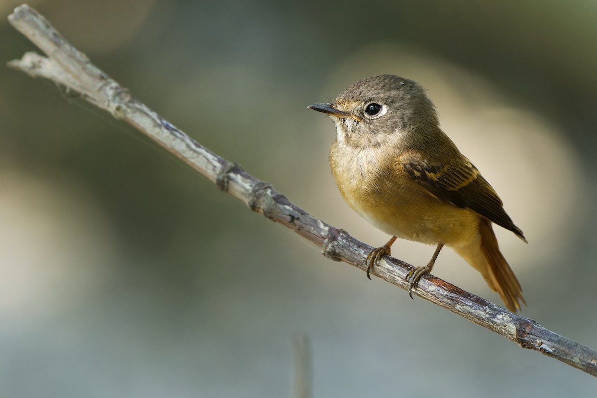 Ferruginous Flycatcher - ML618152409