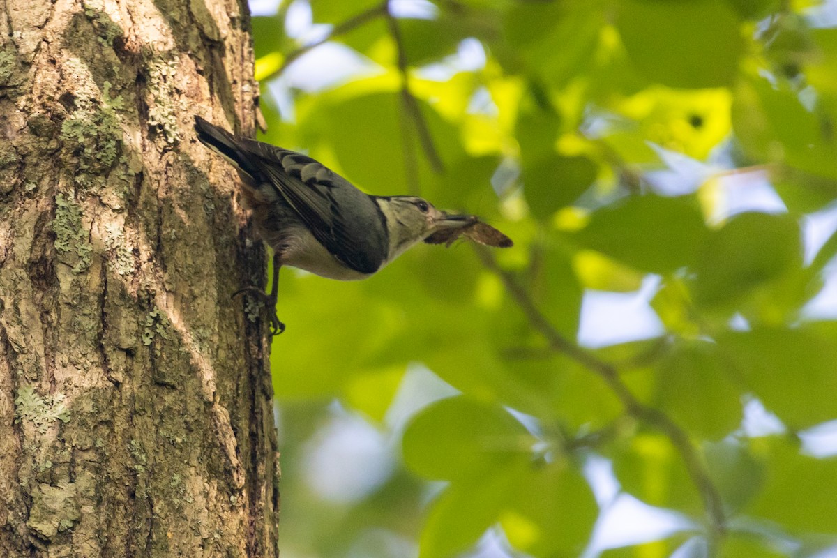 White-breasted Nuthatch - Shawn Taylor