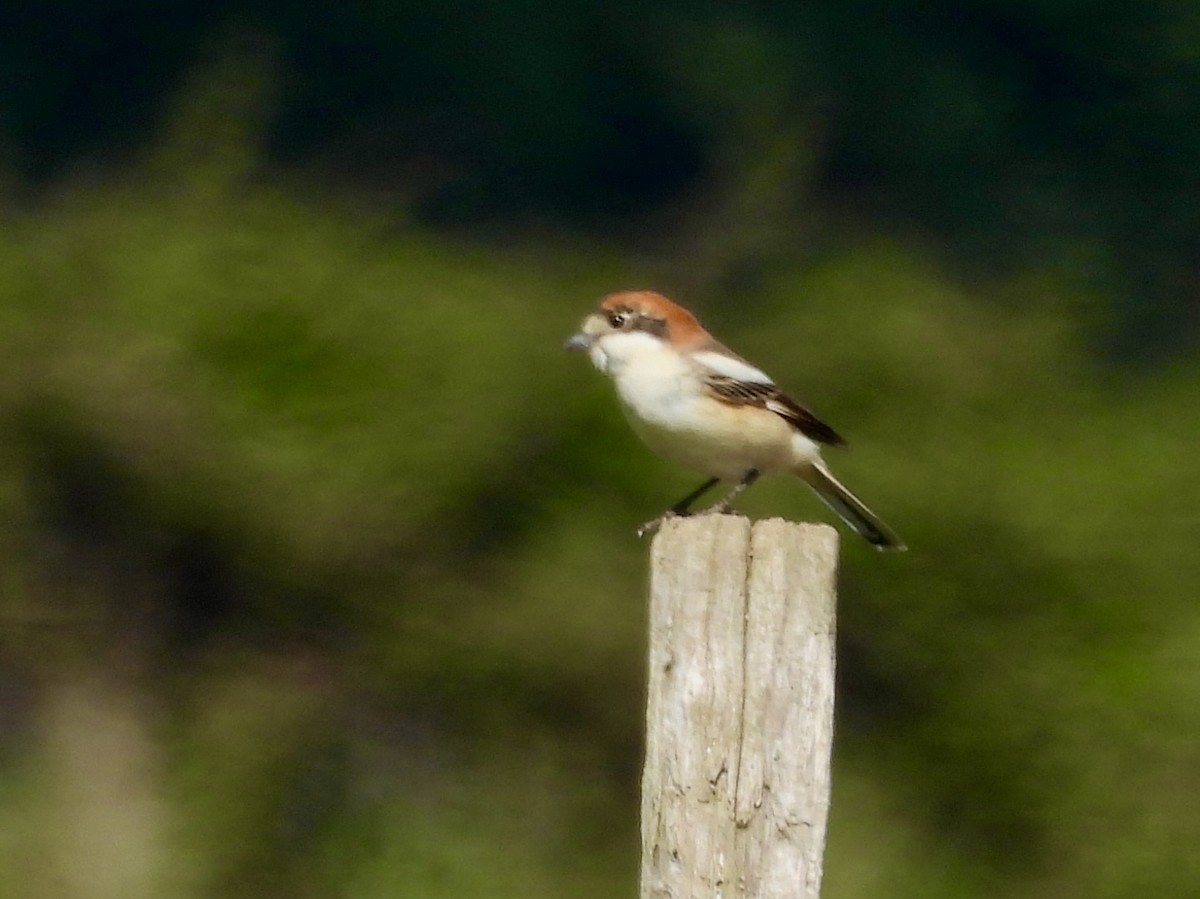 Pie-grièche à tête rousse - ML618152416