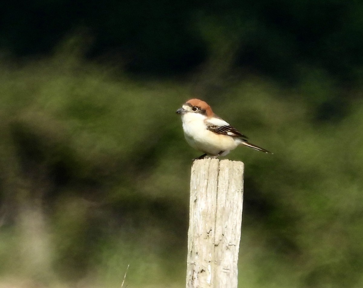 Woodchat Shrike - kevin tarrant