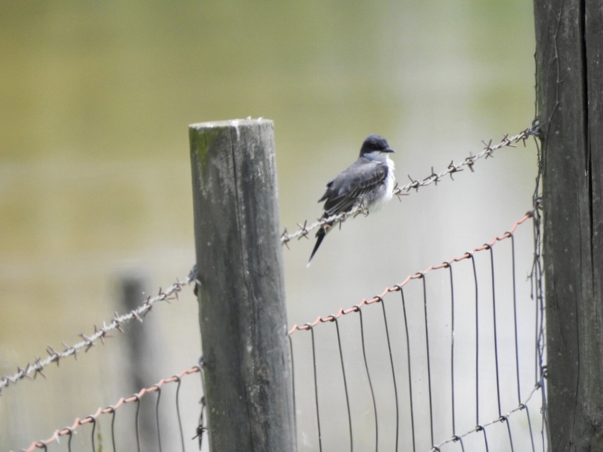 Eastern Kingbird - Anita Hooker