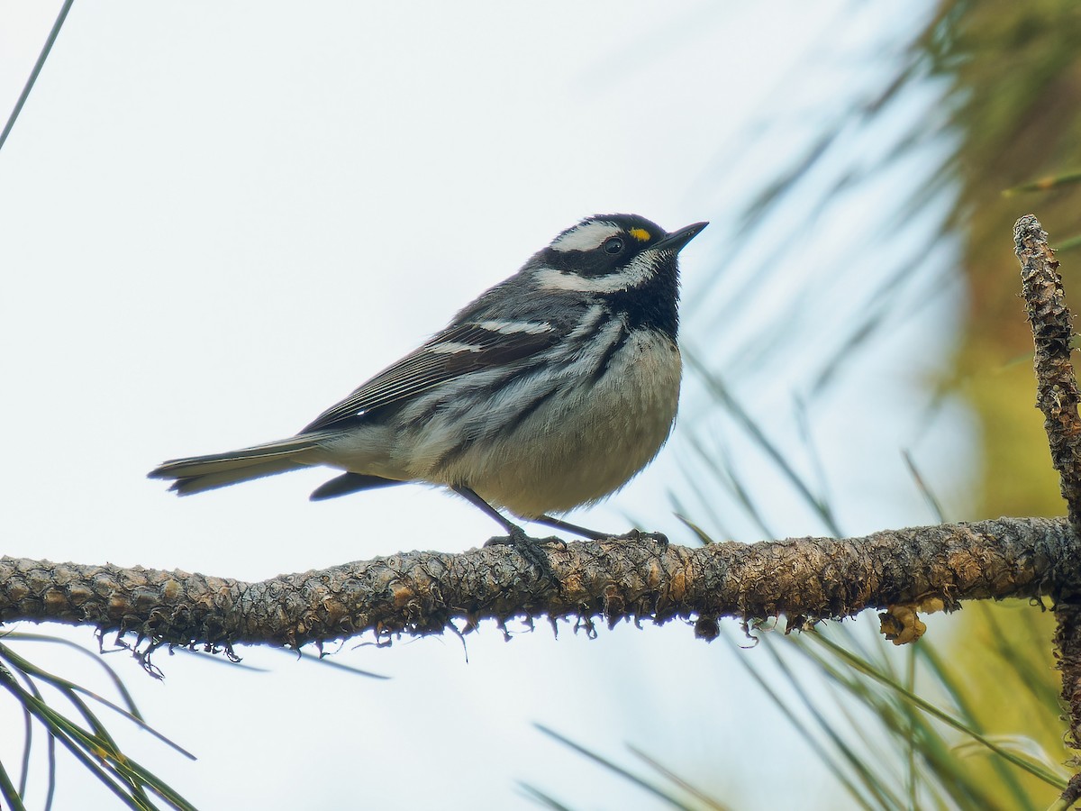 Black-throated Gray Warbler - Pierre Deviche