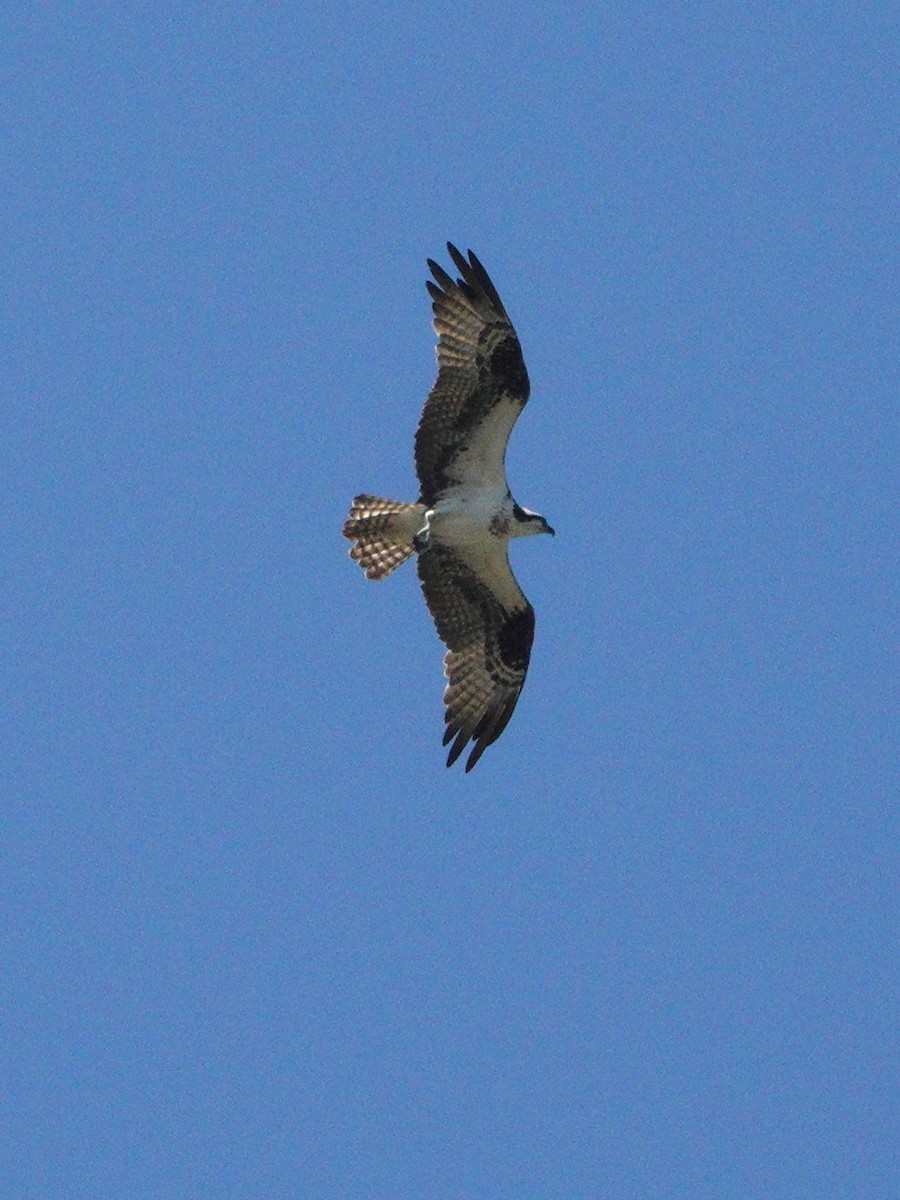 Osprey - Claire Herzog