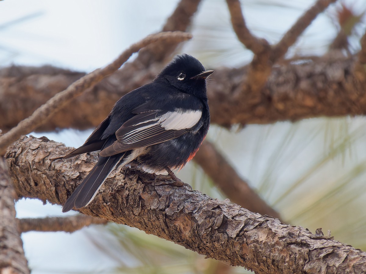 Painted Redstart - Pierre Deviche