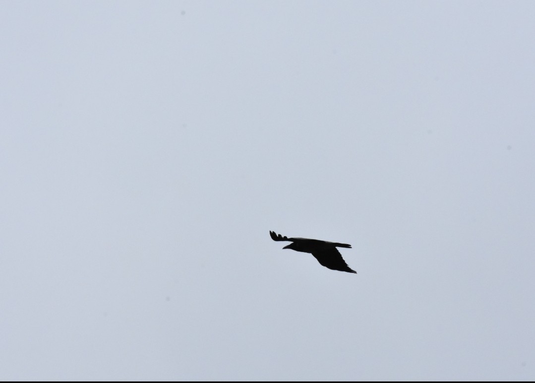 Hooded Crow - Umut Özten