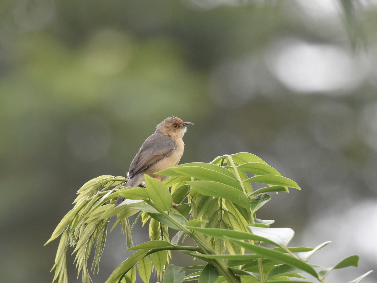 Red-faced Cisticola - ML618152467