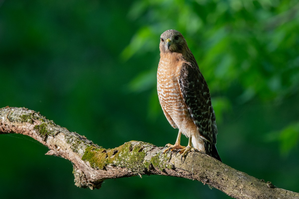 Red-shouldered Hawk - Jamie Baker